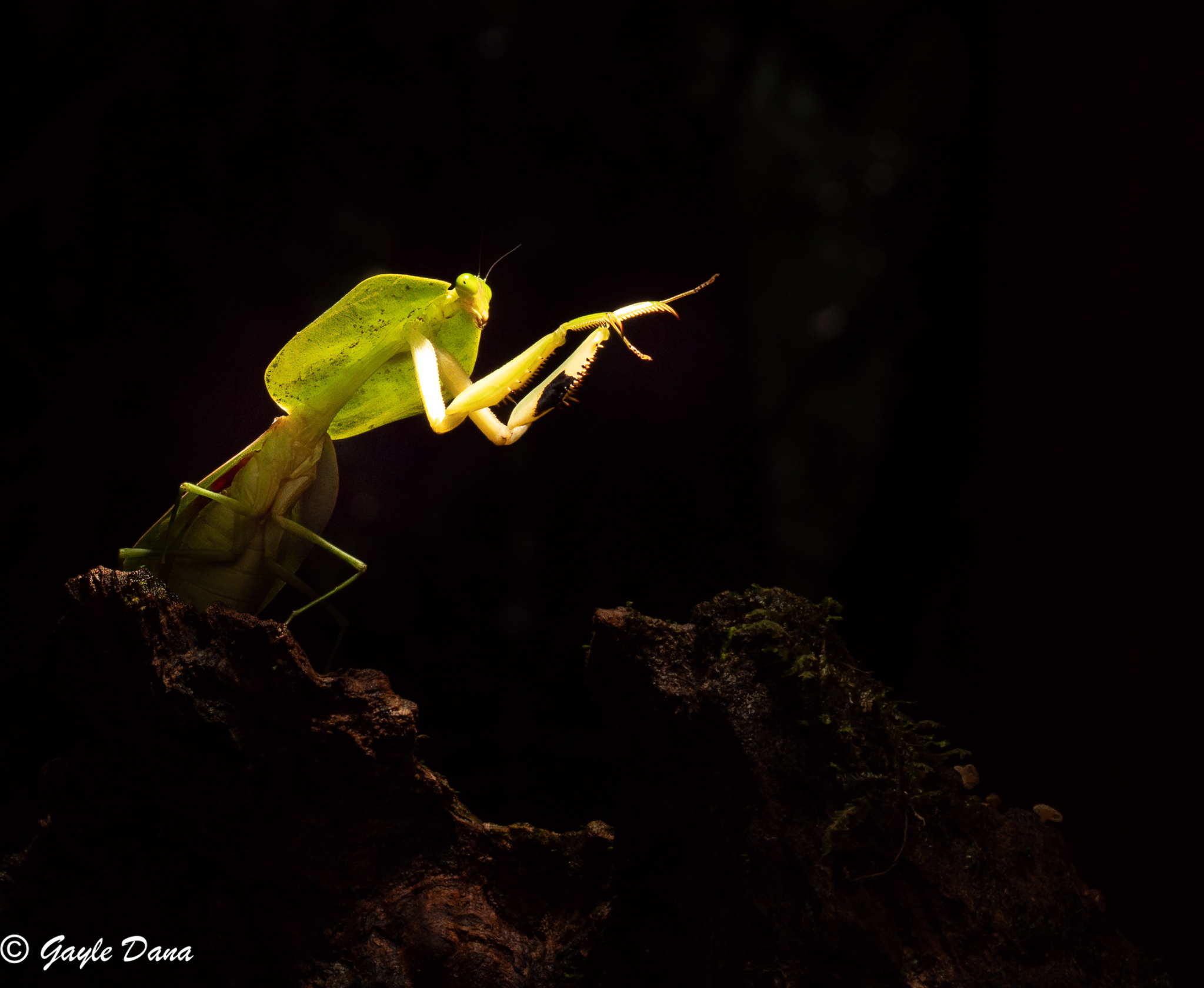 Leaf Mimicking Praying Mantis 2